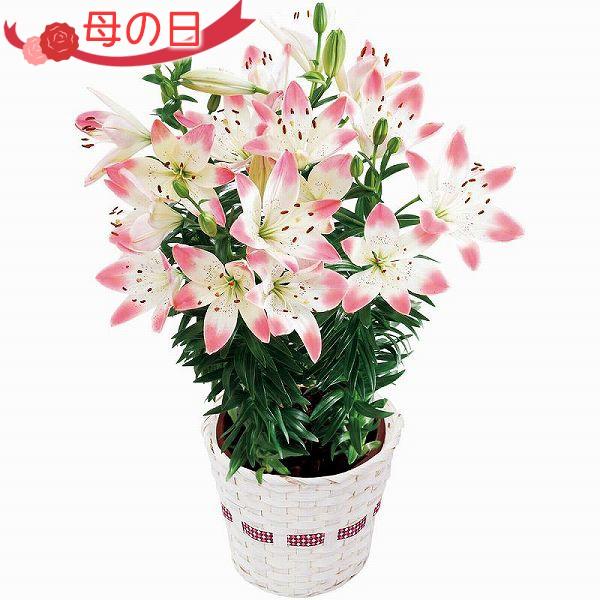 母の日 ユリ シュガーラブ Mr37 7 鉢植え 5 5号鉢 花 メッセージカード付 送料無料 Do Mm37 5 M エレホームヤッホー 通販 Yahoo ショッピング