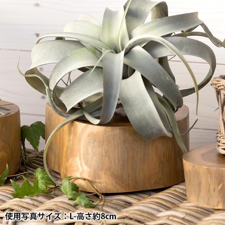 木製　丸太　輪切り　くり抜き　ディスプレイラック　棚　切り株　古道具風　骨董屋 木製 丸太 輪切り くり抜き ディスプレイラック 棚 切り株