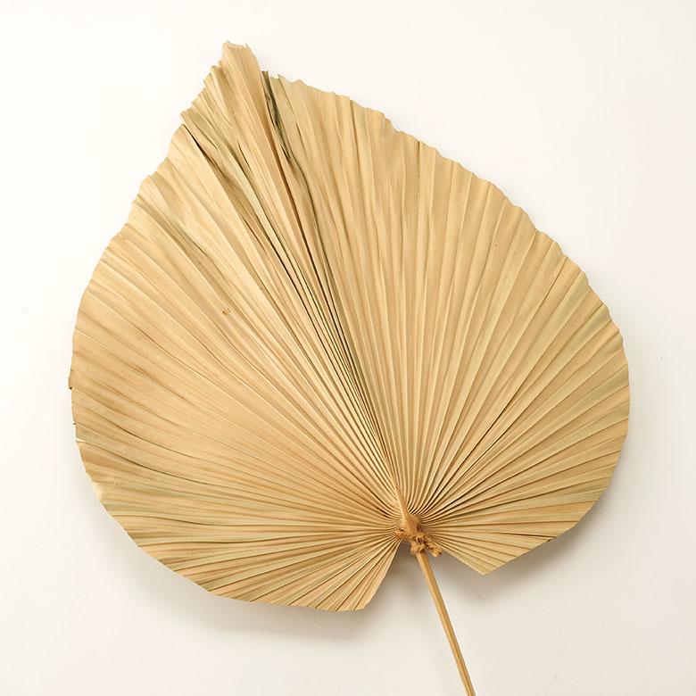 ドライフラワー ヤシ パームリーフ ヤシの葉 ドライプランツ 観葉植物 花材 スペード型 リーフ オブジェ おしゃれ リゾート 雑貨 インテリア 北欧 西海岸 14066 | ブランド登録なし | 12