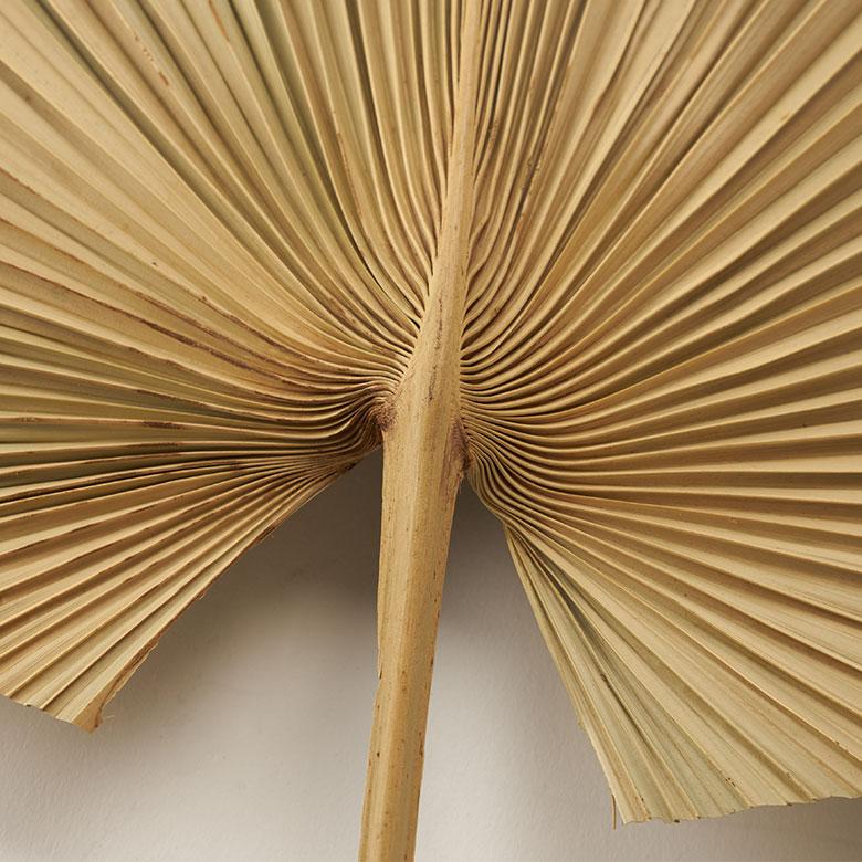ドライフラワー ヤシ パームリーフ ヤシの葉 ドライプランツ 観葉植物 花材 スペード型 リーフ オブジェ おしゃれ リゾート 雑貨 インテリア 北欧 西海岸 14066 | ブランド登録なし | 13