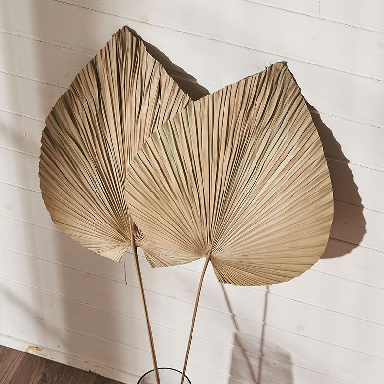 ドライフラワー ヤシ パームリーフ ヤシの葉 ドライプランツ 観葉植物 花材 スペード型 リーフ オブジェ おしゃれ リゾート 雑貨 インテリア 北欧 西海岸 14066 | ブランド登録なし | 17