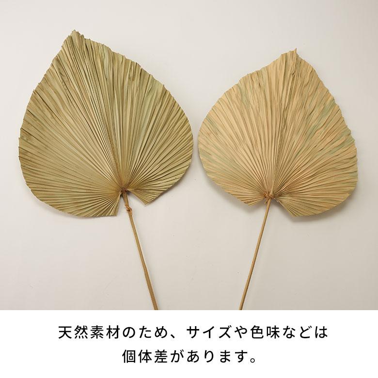 ドライフラワー ヤシ パームリーフ ヤシの葉 ドライプランツ 観葉植物 花材 スペード型 リーフ オブジェ おしゃれ リゾート 雑貨 インテリア 北欧 西海岸 14066 | ブランド登録なし | 18
