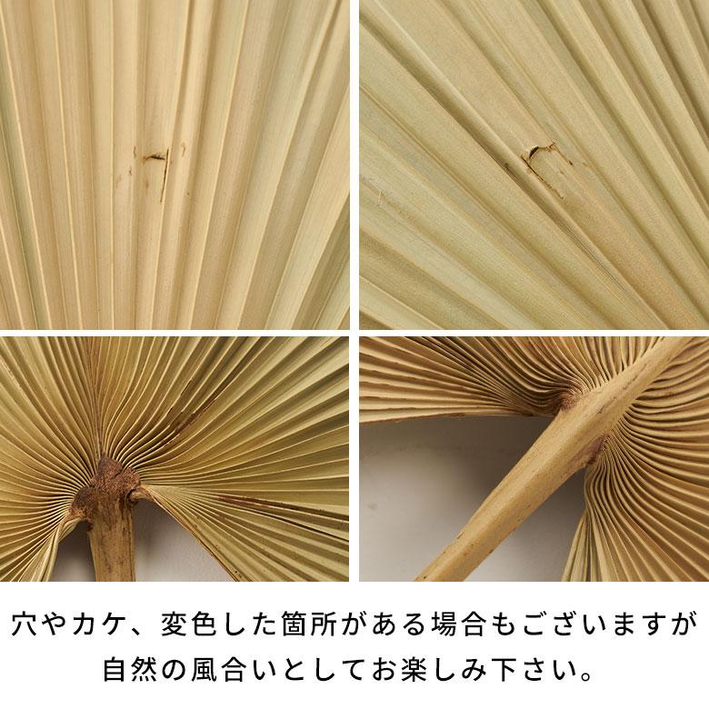 ドライフラワー ヤシ パームリーフ ヤシの葉 ドライプランツ 観葉植物 花材 スペード型 リーフ オブジェ おしゃれ リゾート 雑貨 インテリア 北欧 西海岸 14066 | ブランド登録なし | 19