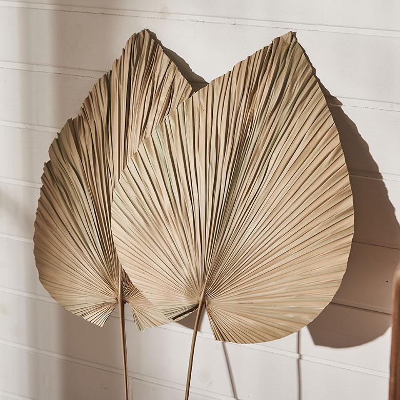 ドライフラワー ヤシ パームリーフ ヤシの葉 ドライプランツ 観葉植物 花材 スペード型 リーフ オブジェ おしゃれ リゾート 雑貨 インテリア 北欧 西海岸 14066 | ブランド登録なし | 03