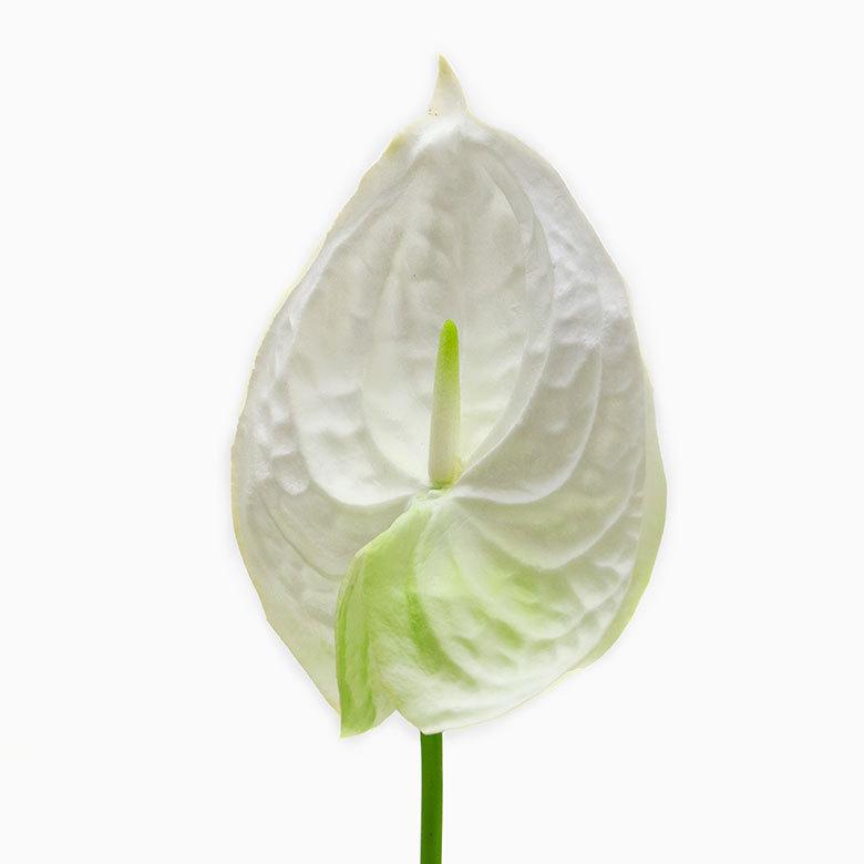 造花 アンスリウム 観葉植物 フェイクグリーン 枝付き アジアン雑貨 花飾り 3色展開 6160 | ブランド登録なし | 10