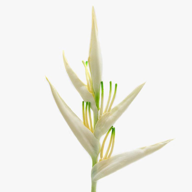 アートフラワー フラワー 観葉植物 ヘリコニア プシッタコルム アーティフィシャルフラワー リゾート アジアン雑貨 グリーン フェイク 花 アジア工房 6166 | ブランド登録なし | 13