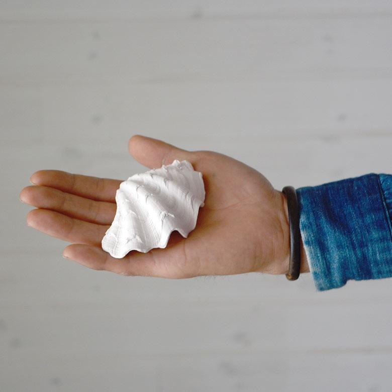 白色貝殻 2個セット 71L750NpF8L.jpg