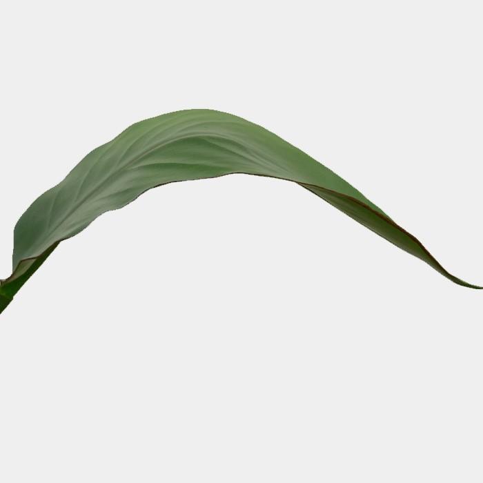 フェイクグリーン 大きい葉っぱ ストレリチアリーフ Sサイズ リアルな造花観葉植物 枝付き アーティフィシャルグリーン 65610 | ブランド登録なし | 06