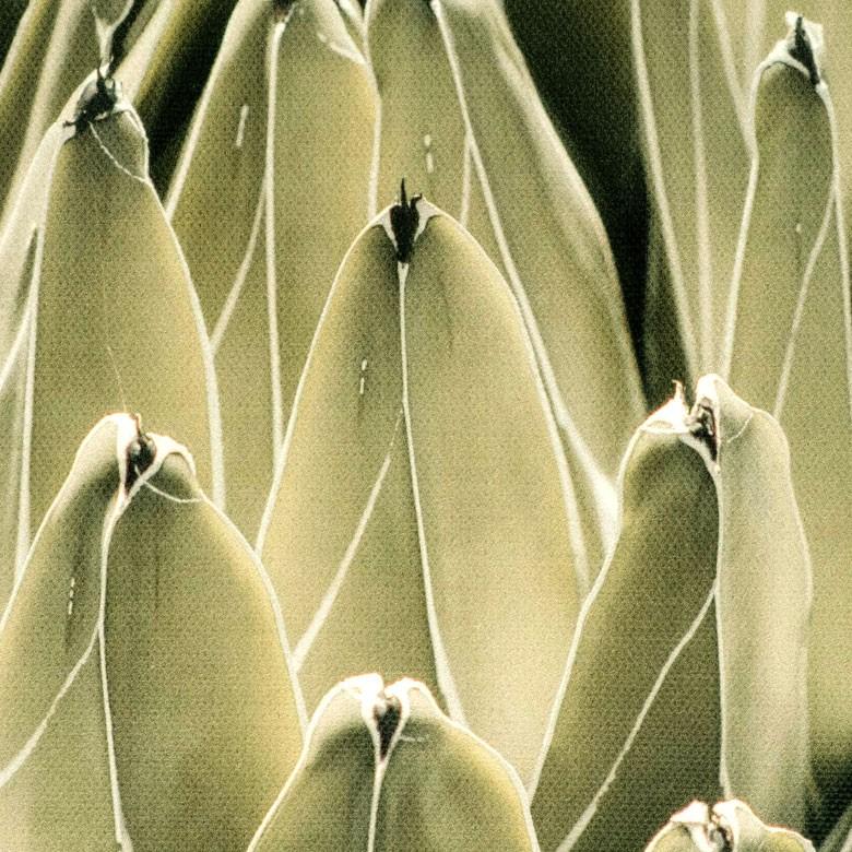 アートパネル アガベ 花 フラワー 植物 写真 アートフレーム ウォールデコレーション 額 ボタニカルアート 約30cm×30cm 壁掛け インテリア おしゃれ 66942 | ブランド登録なし | 04