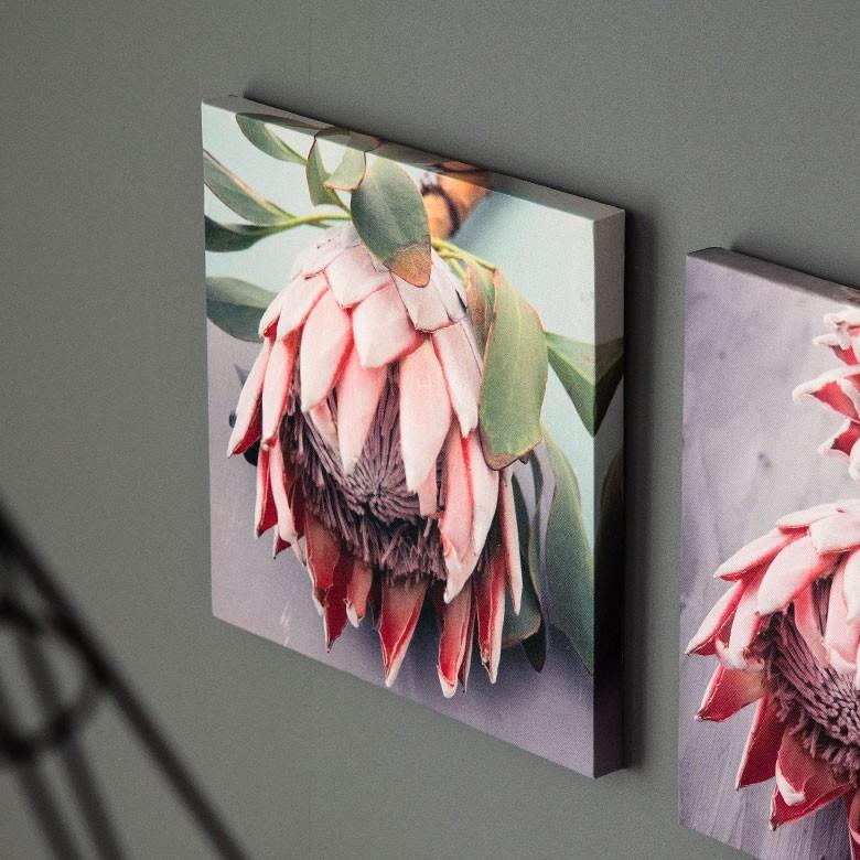 アートパネル プロテア 花 フラワー 植物 写真 アートフレーム