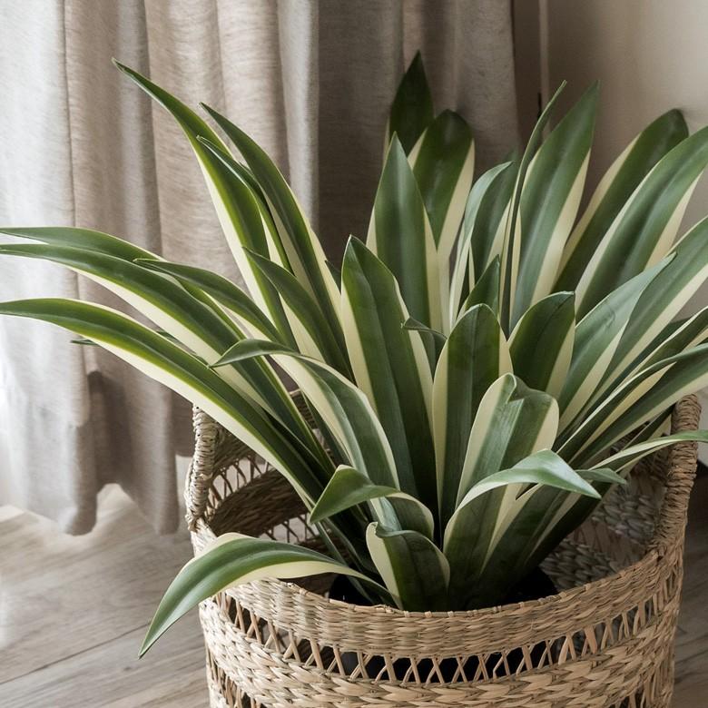 フェイクグリーン フェイクプランツ アガペ 観葉植物 インテリアグリーン リュウゼツラン アートプランツ インテリア ガーデニング 91471 | ブランド登録なし | 09