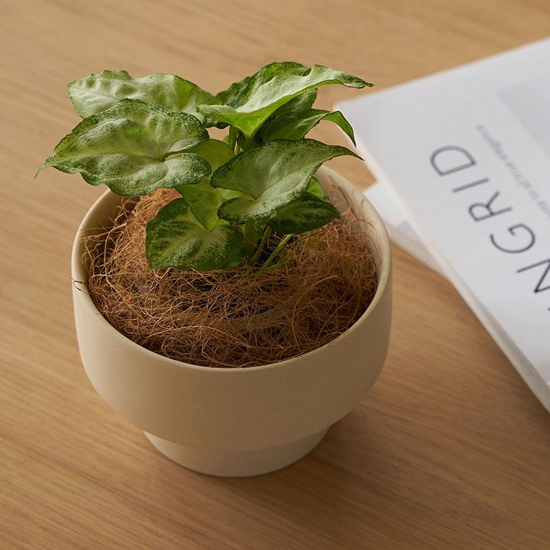 植木 鉢 陶器 マット 4号 受皿 底穴あり 小型 ロータイプ 直径 約 11.5cm 高さ 8cm 花 観葉 多肉 プランター カバー おしゃれ 北欧 カフェ 雑貨 西海岸 94033 | ブランド登録なし | 11