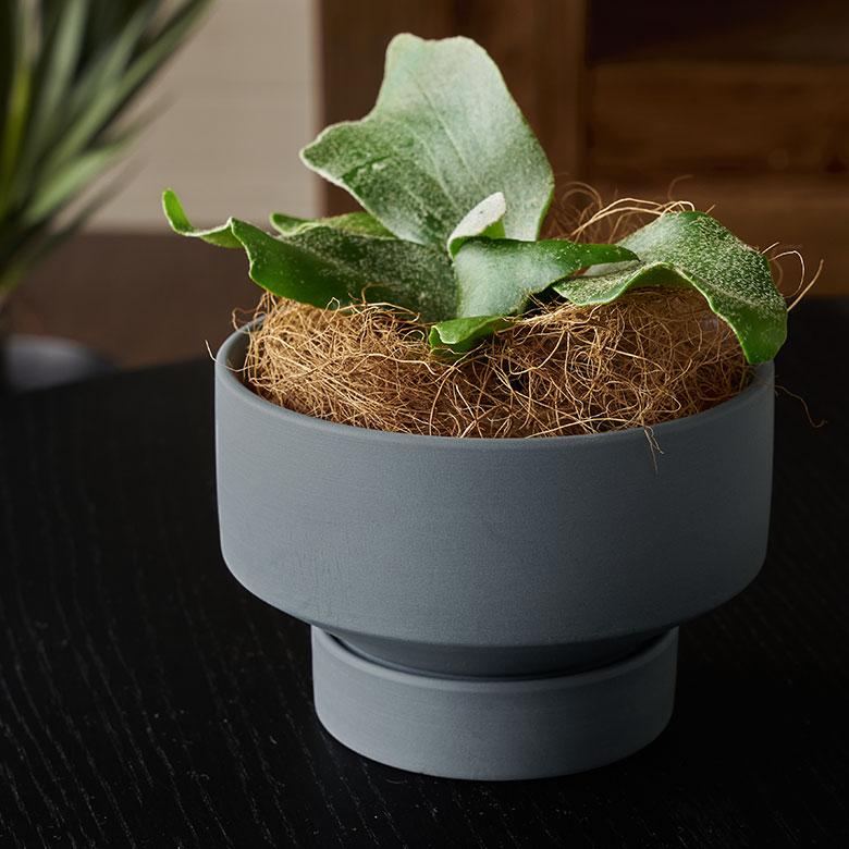 植木 鉢 陶器 マット 4号 受皿 底穴あり 小型 ロータイプ 直径 約 11.5cm 高さ 8cm 花 観葉 多肉 プランター カバー おしゃれ 北欧 カフェ 雑貨 西海岸 94033 | ブランド登録なし | 12