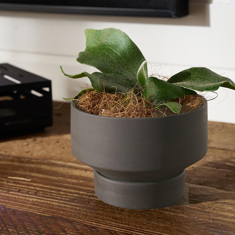 植木 鉢 陶器 マット 4号 受皿 底穴あり 小型 ロータイプ 直径 約 11.5cm 高さ 8cm 花 観葉 多肉 プランター カバー おしゃれ 北欧 カフェ 雑貨 西海岸 94033 | ブランド登録なし | 07