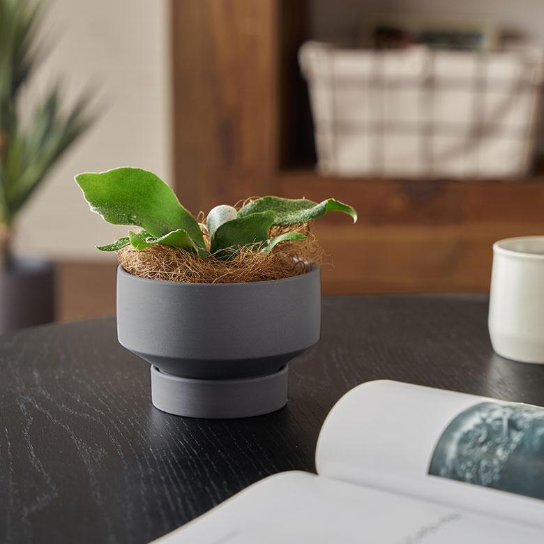 植木 鉢 陶器 マット 4号 受皿 底穴あり 小型 ロータイプ 直径 約 11.5cm 高さ 8cm 花 観葉 多肉 プランター カバー おしゃれ 北欧 カフェ 雑貨 西海岸 94033 | ブランド登録なし | 08