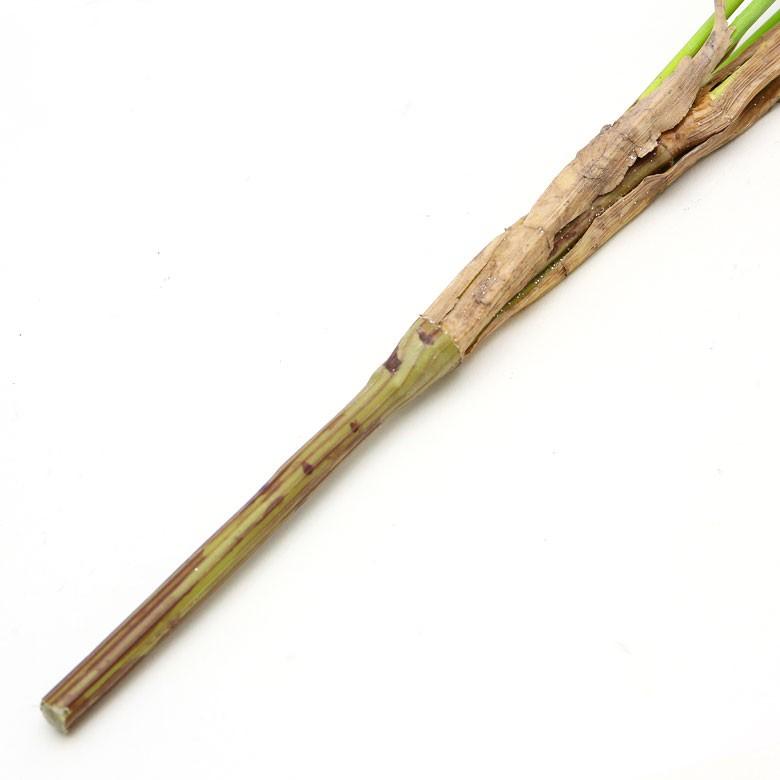 パームリーフ フェイクグリーン 南国 西海岸 造花 観葉植物 フラワーアレンジメント インテリアグリーン お手入れ不要 室内 94128 | ブランド登録なし | 03