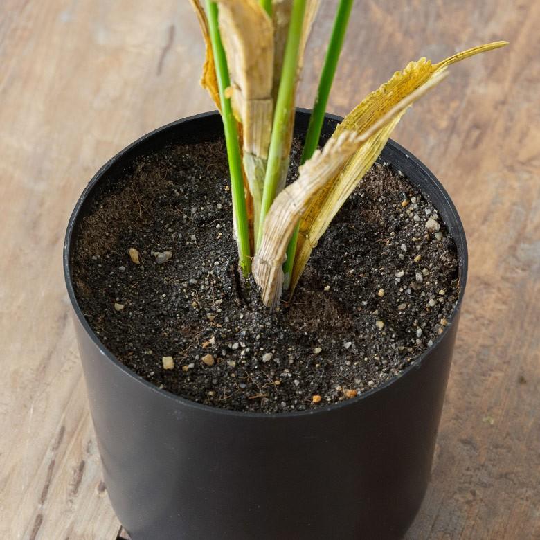 フェイクグリーン パームツリー アレカヤシ 寄せ植え グリーン 観葉植物 ボタニカル 造花 インテリア 室内 おしゃれ 94133 | ブランド登録なし | 06