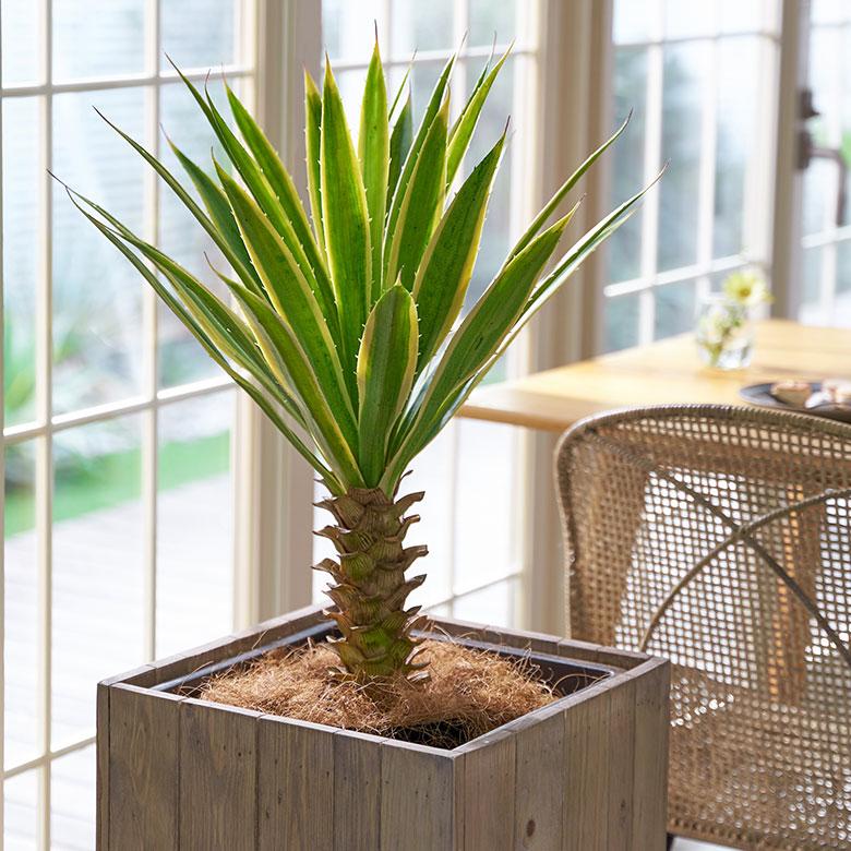 Summerセール☀️¥ 12,000→¥10,500 ユッカ　グロリオサ　胴切り 楽天市場】ユッカ（グロリオサ：斑入り） 7号 プラスチック鉢 1鉢