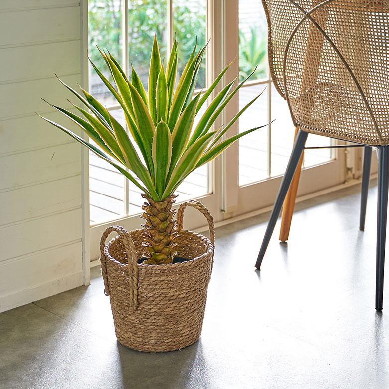 フェイク グリーン ユッカ グロリオサ 高さ 70cm 観葉 植物 プランツ 班入り 造花 アート ディスプレイ おしゃれ 店舗 カリフォルニア サーフ 西海岸 94176 | ブランド登録なし | 11