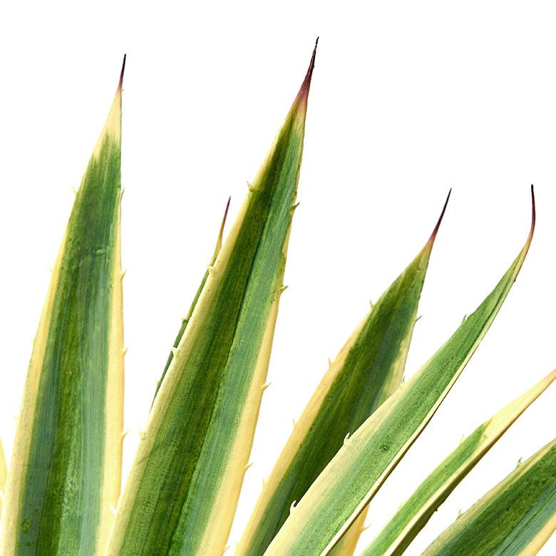 フェイク グリーン ユッカ グロリオサ 高さ 70cm 観葉 植物 プランツ 班入り 造花 アート ディスプレイ おしゃれ 店舗 カリフォルニア サーフ 西海岸 94176 | ブランド登録なし | 18