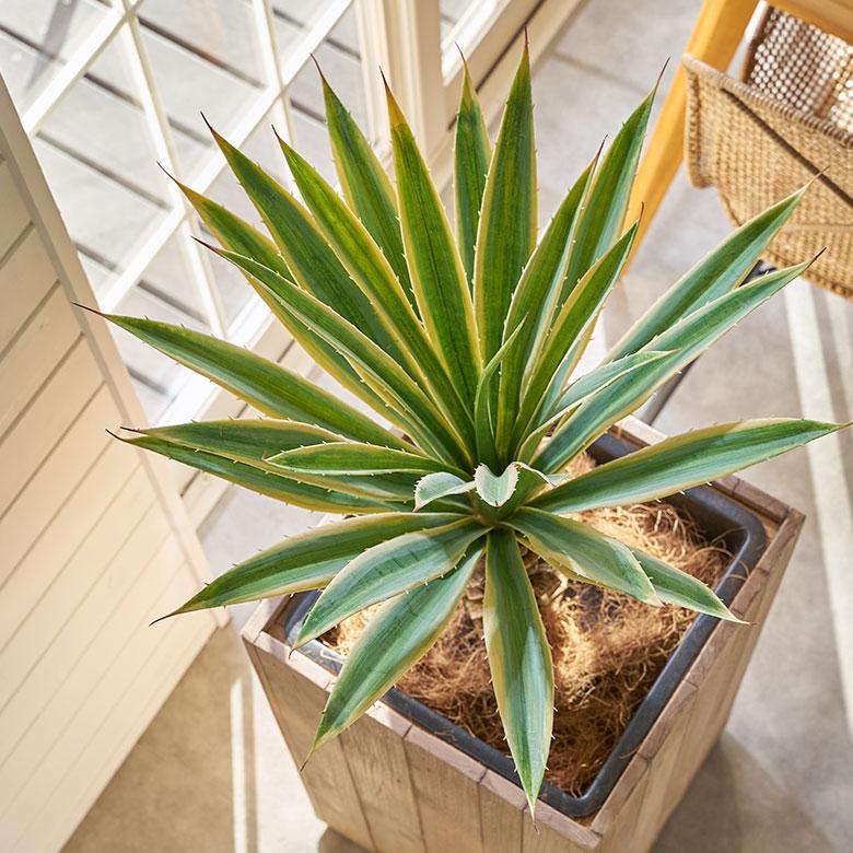 フェイク グリーン ユッカ グロリオサ 高さ 70cm 観葉 植物 プランツ 班入り 造花 アート ディスプレイ おしゃれ 店舗 カリフォルニア サーフ 西海岸 94176 | ブランド登録なし | 05