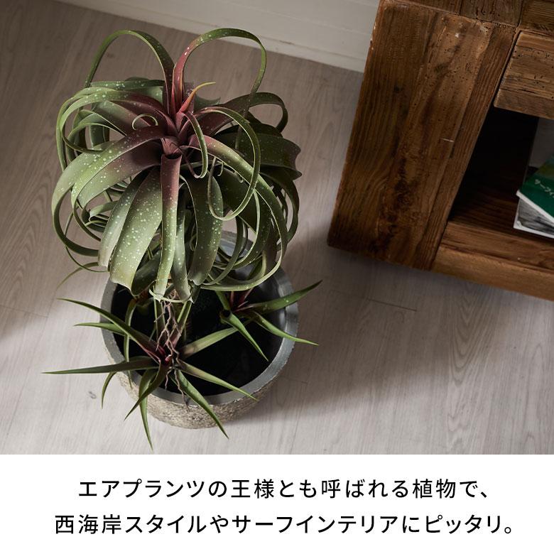 フェイク グリーン チランジア キセログラフィカ 高さ 83cm 人工 観葉 植物 多肉 プランツ 造花 アート ディスプレイ おしゃれ 北欧 インテリア 西海岸 94759 | ブランド登録なし | 02