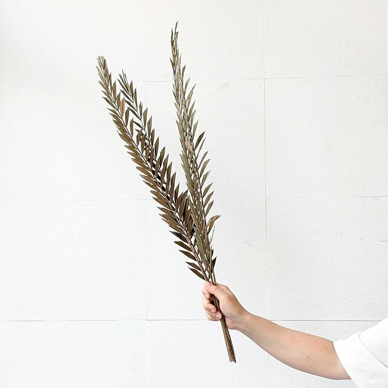 ドライ フラワー ラタン ヤシ グリーン 高さ74cm プランツ リーフ 花材 ハンキング スワッグ アート ディスプレイ おしゃれ インテリア 雑貨 西海岸 98105 |  | 03