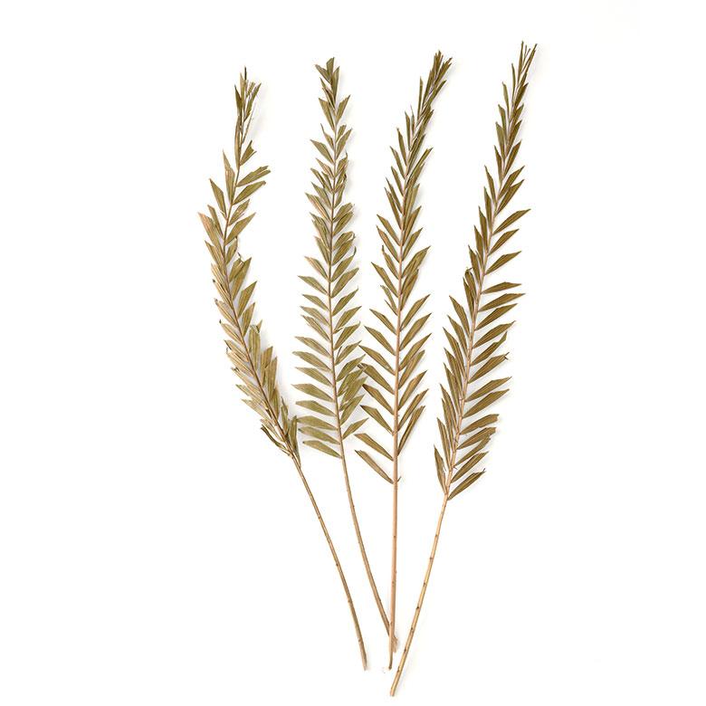 ドライ フラワー ラタン ヤシ グリーン 高さ74cm プランツ リーフ 花材 ハンキング スワッグ アート ディスプレイ おしゃれ インテリア 雑貨 西海岸 98105 |  | 06