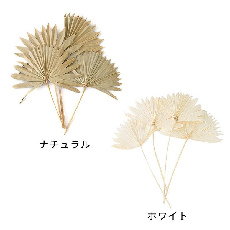 ドライ フラワー ファン パーム リーフ ヤシ 高さ55cm プランツ 花材 ハンキング スワッグ アート ディスプレイ おしゃれ インテリア 雑貨 西海岸 98106 |  | 07