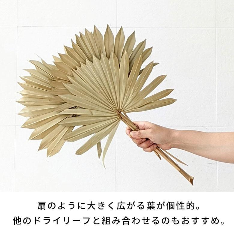 ハツユキカズラ ショートサイズ sum_5 ドライフラワー/ドライリーフ