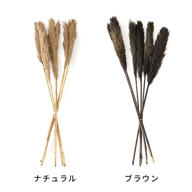 ドライ フラワー パンパスグラス リーフ 高さ55cm プランツ 花材 ハンキング スワッグ アート ディスプレイ おしゃれ インテリア 雑貨 ナチュラル 西海岸 98108 | ブランド登録なし | 07