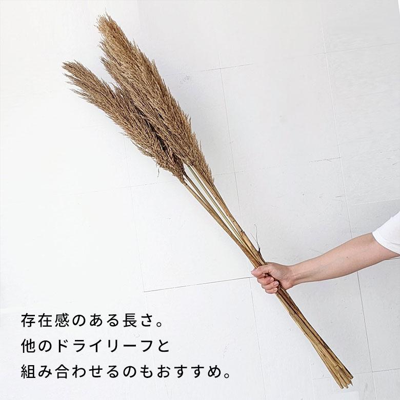 ドライ フラワー パンパスグラス リーフ 高さ55cm プランツ 花材 ハンキング スワッグ アート ディスプレイ おしゃれ インテリア 雑貨 ナチュラル 西海岸 98108 | ブランド登録なし | 08