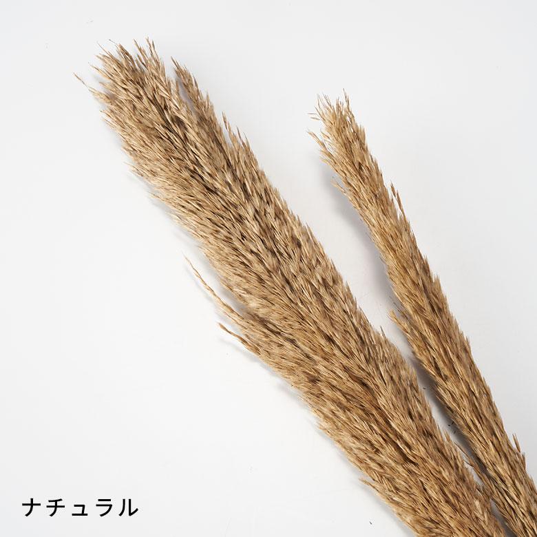 ドライ フラワー パンパスグラス リーフ 高さ55cm プランツ 花材 ハンキング スワッグ アート ディスプレイ おしゃれ インテリア 雑貨 ナチュラル 西海岸 98108 | ブランド登録なし | 09