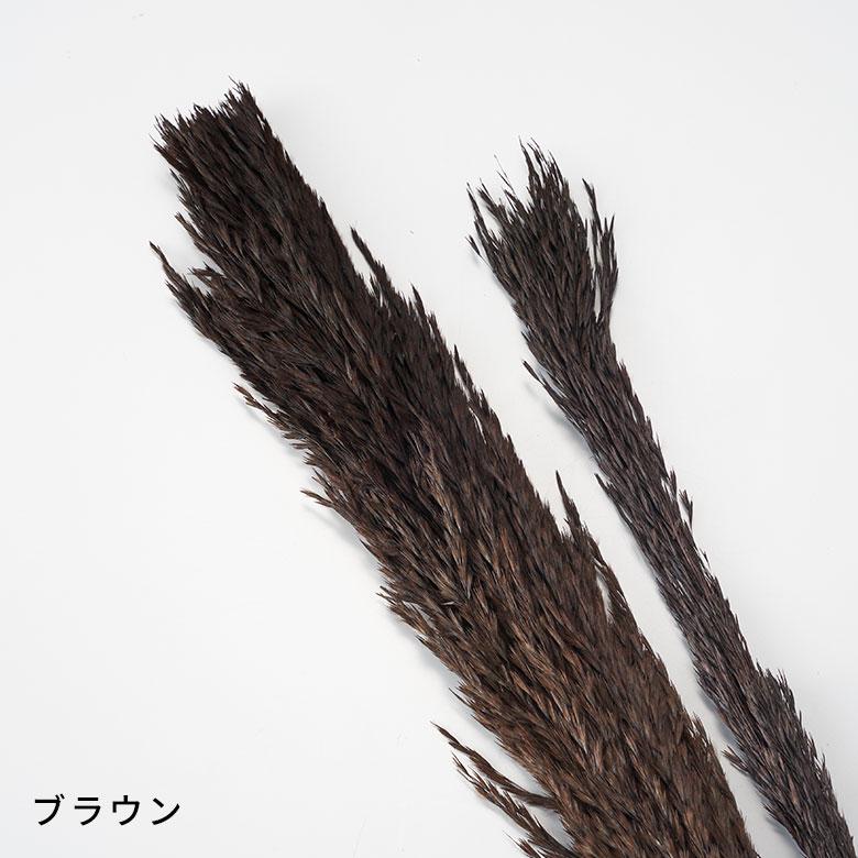 ドライ フラワー パンパスグラス リーフ 高さ55cm プランツ 花材 ハンキング スワッグ アート ディスプレイ おしゃれ インテリア 雑貨 ナチュラル 西海岸 98108 | ブランド登録なし | 11