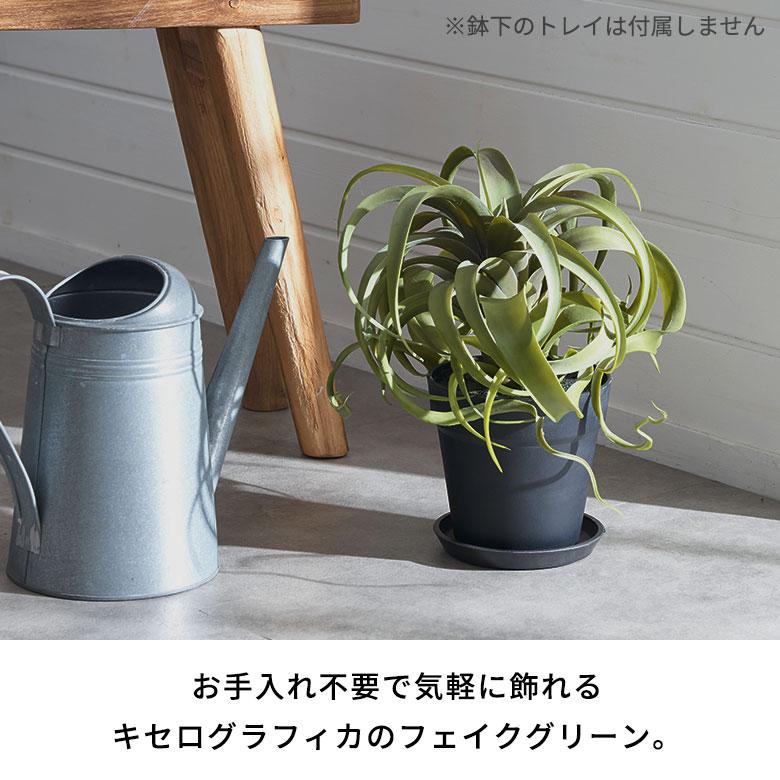 フェイク グリーン チランジア キセログラフィカ 高さ 30cm 人工 観葉 植物 エア プランツ 造花 アート ディスプレイ おしゃれ 北欧 カフェ 西海岸 98114 |  | 01