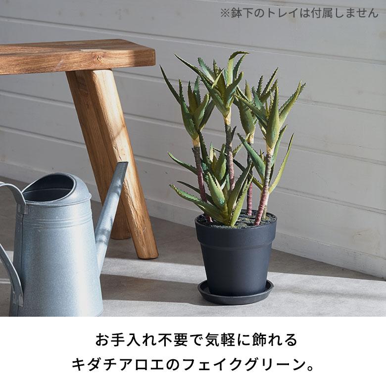 フェイク グリーン キダチ アロエ 高さ 42cm 人工 観葉 植物 多肉 プランツ オブジェ 造花 アート ディスプレイ おしゃれ 北欧 店舗 インテリア 西海岸 98115 |  | 01