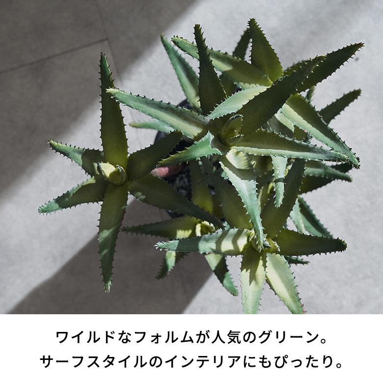 フェイク グリーン キダチ アロエ 高さ 42cm 人工 観葉 植物 多肉 プランツ オブジェ 造花 アート ディスプレイ おしゃれ 北欧 店舗 インテリア 西海岸 98115 |  | 02