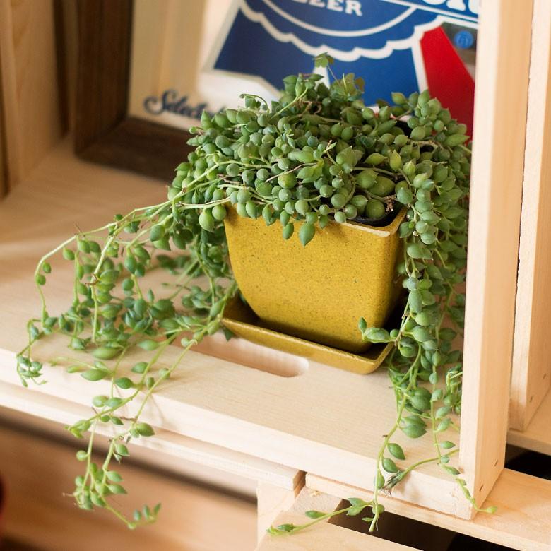 エコポット プランター 植木鉢 小物入れ カバー 鉢 2.8号 ガーデニング 観葉植物 花 鉢植え アメリカ製 おしゃれ 園芸 ベランダ アースカラー 98702 | ブランド登録なし | 12