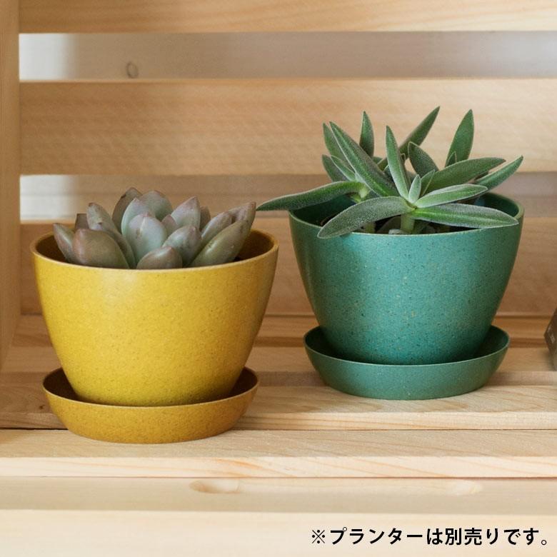 プランターカバー エコポット 植木鉢 プランター カバー 鉢 約9cm ガーデニング 観葉植物 花 アメリカ製 おしゃれ 園芸 ベランダ アースカラー 98703 | ブランド登録なし | 05