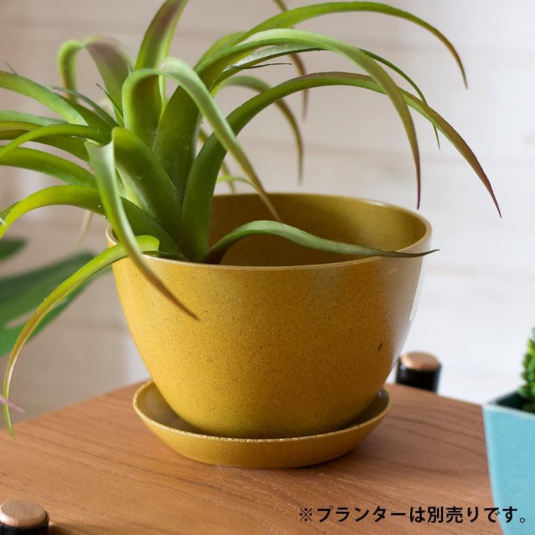 植木鉢 プレート エコプレート 受け皿 鉢皿 3号 円形 約15cm ソーサー 浅皿 ポットソーサー 丸型 ガーデニング 園芸 花 観葉植物 ベランダ おしゃれ 98704 | ブランド登録なし | 10