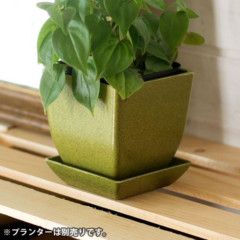 植木鉢 プレート エコプレート 受け皿 鉢皿 2.8号 スクエア形 約8.7cm ソーサー 浅皿 ポットソーサー ガーデニング 園芸 花 観葉植物 ベランダ おしゃれ 98705 | ブランド登録なし | 02