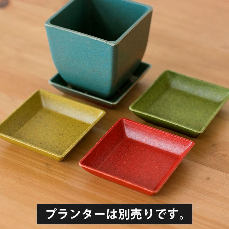 植木鉢 プレート エコプレート 受け皿 鉢皿 2.8号 スクエア形 約8.7cm ソーサー 浅皿 ポットソーサー ガーデニング 園芸 花 観葉植物 ベランダ おしゃれ 98705 | ブランド登録なし | 05