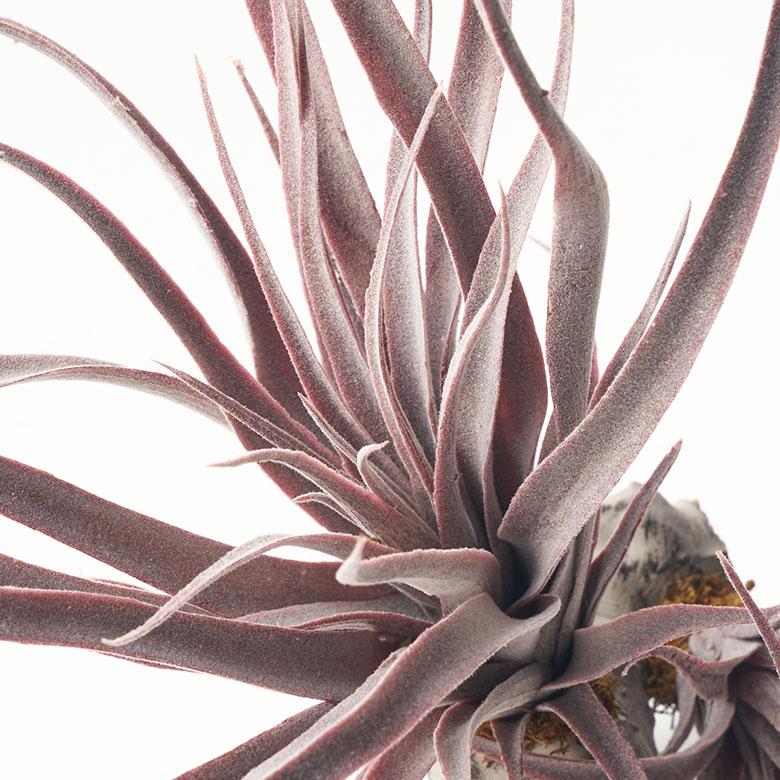 フェイク グリーン チランジア 造花 観葉 植物 インテリア エア プランツ グレー パープル おしゃれ 西海岸 ガーデニング 98902 | ブランド登録なし | 10