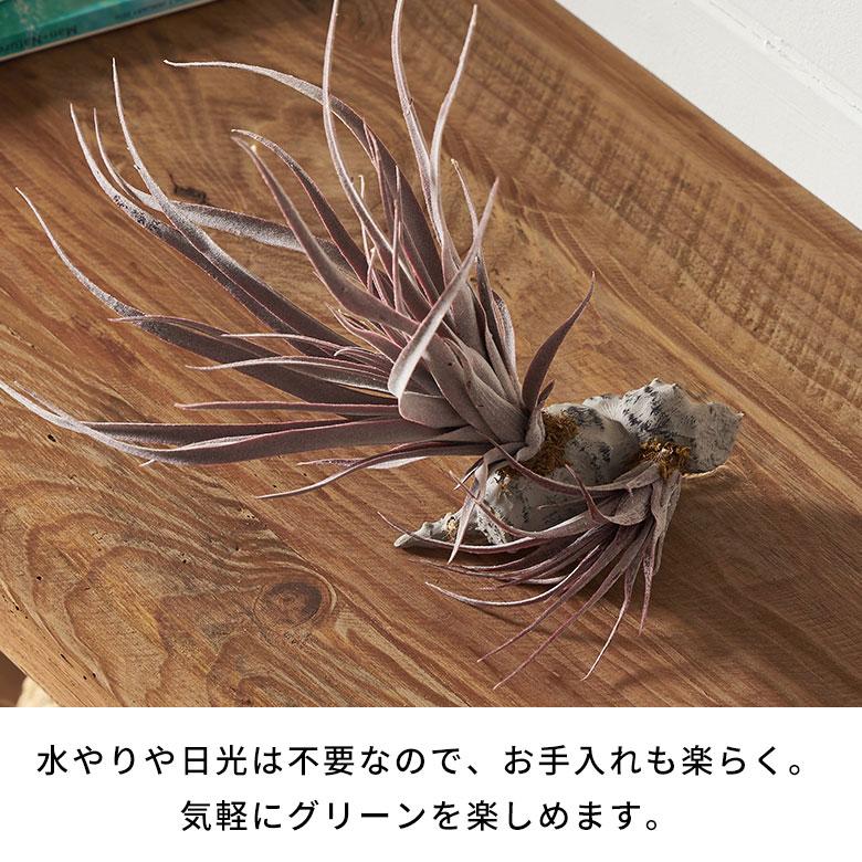 フェイク グリーン チランジア 造花 観葉 植物 インテリア エア プランツ グレー パープル おしゃれ 西海岸 ガーデニング 98902 | ブランド登録なし | 06