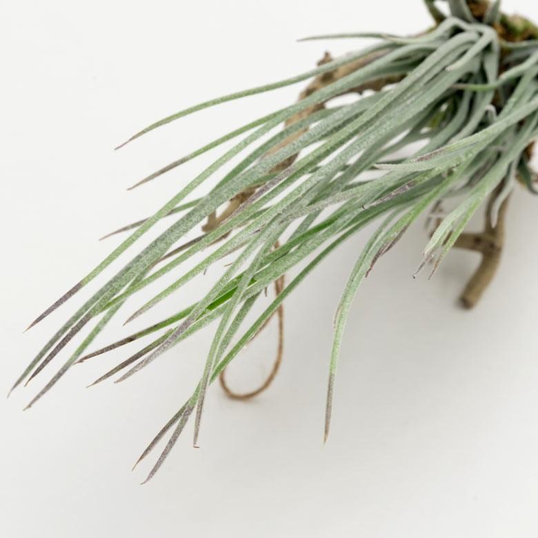 フェイクグリーン チランジア 造花 観葉植物 インテリアグリーン エアプランツ 着生 インテリア ガーデニング 98903 | ブランド登録なし | 03