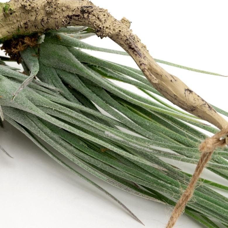 フェイクグリーン チランジア 造花 観葉植物 インテリアグリーン エアプランツ 着生 インテリア ガーデニング 98903 | ブランド登録なし | 05