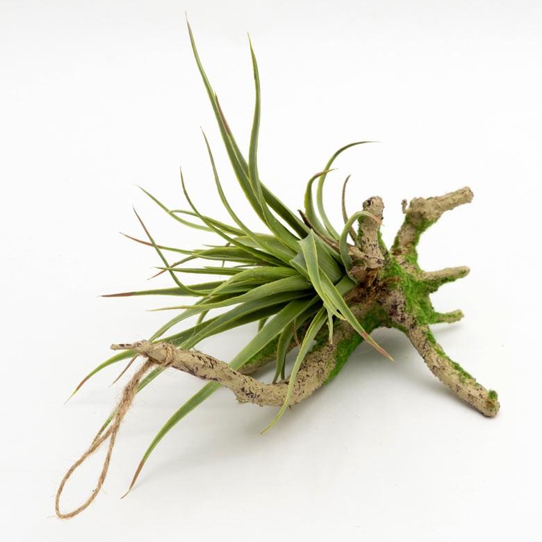 フェイクグリーン チランジア 造花 観葉植物 インテリアグリーン エアプランツ 枝 インテリア ガーデニング 98904 | ブランド登録なし | 01