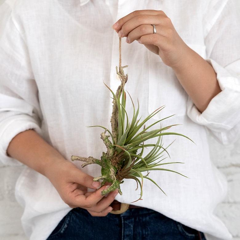 フェイクグリーン チランジア 造花 観葉植物 インテリアグリーン エアプランツ 枝 インテリア ガーデニング 98904 | ブランド登録なし | 02