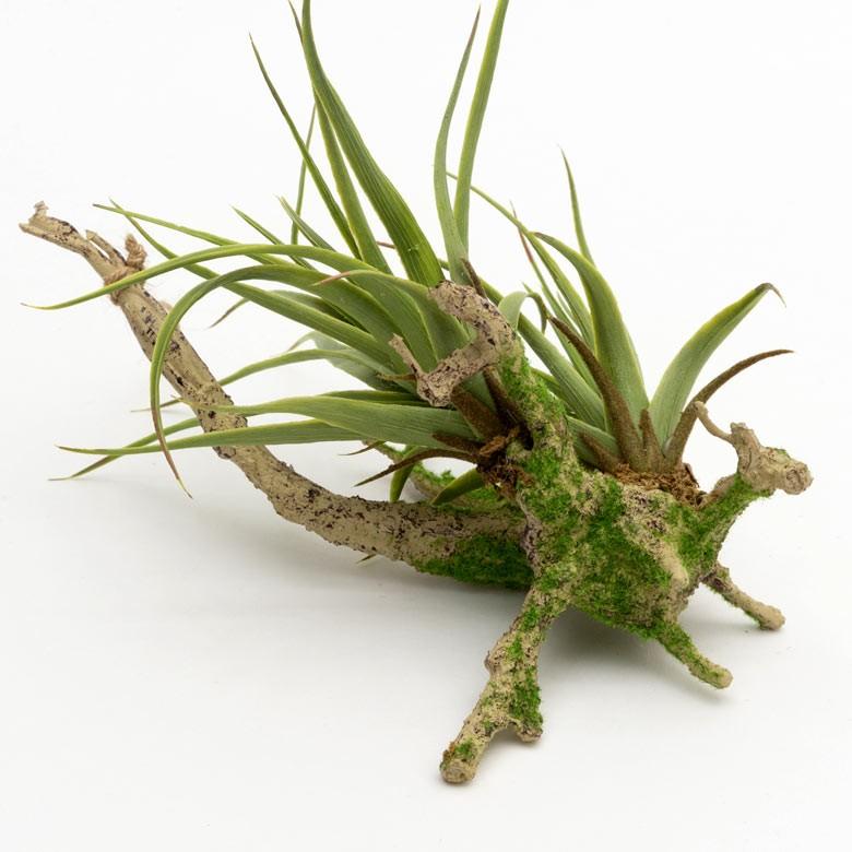 フェイクグリーン チランジア 造花 観葉植物 インテリアグリーン エアプランツ 枝 インテリア ガーデニング 98904 | ブランド登録なし | 05