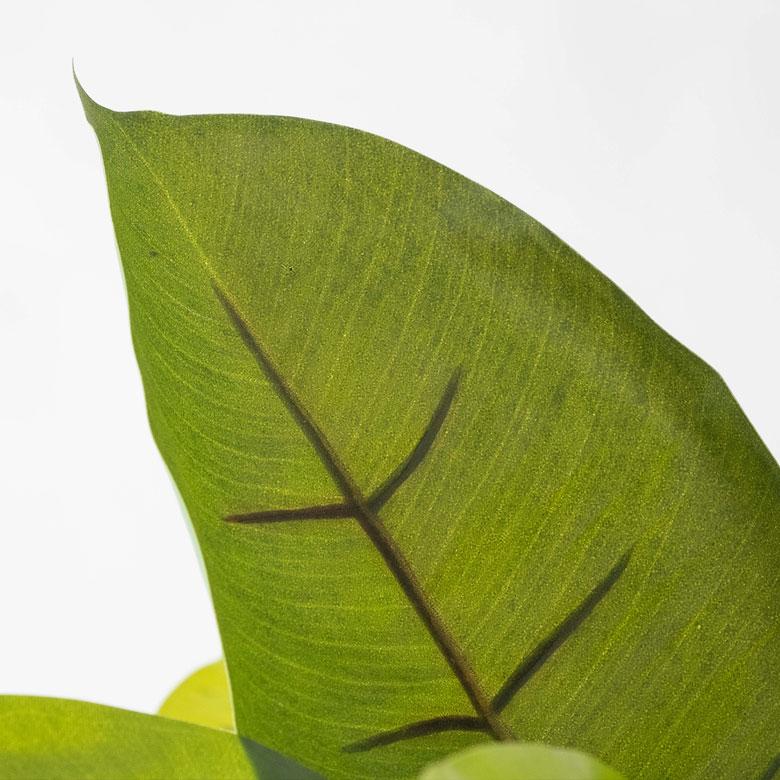 フェイクグリーン ゴムの木 鉢付き 観葉植物 グリーン アーティフィシャルプランツ フェイクプランツ ポット付き ボタニカル インテリア カフェ 店舗 99089 | ブランド登録なし | 05